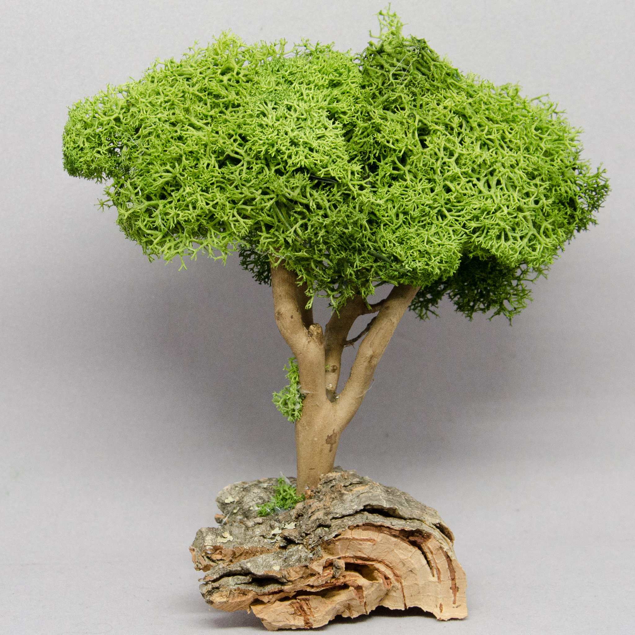 kleiner Baum
